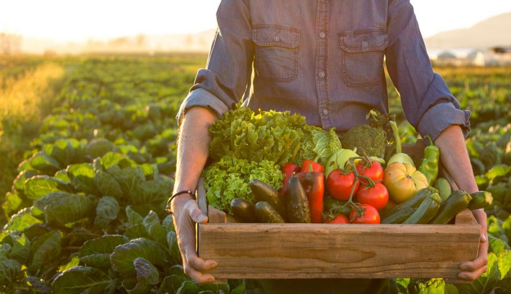 Las verduras son un pilar básico de la dieta mediterránea, declaradas Patrimonio Inmaterial de la Humanidad por la UNESCO Las verduras son un pilar básico de la dieta mediterránea, declaradas Patrimonio Inmaterial de la Humanidad por la UNESCO