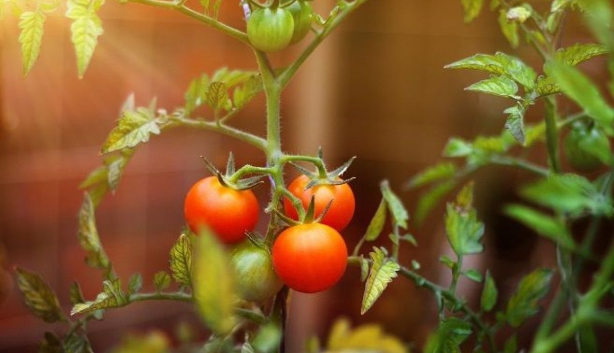 Los tomates son verduras que debemos tomar en otoño.