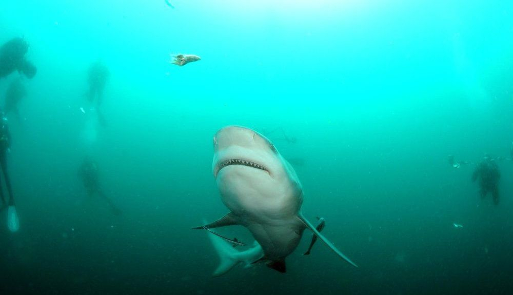 Los buzos se acercan a un tiburón toro en el agua frente a Mauricio. Los buzos se acercan a un tiburón toro en el agua frente a Mauricio.