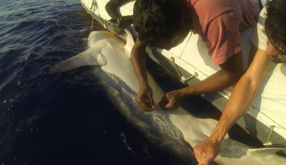 Un científico marca un tiburón en aguas de Isla Reunión. Un científico marca un tiburón en aguas de Isla Reunión.