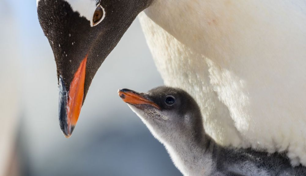 El pingüino papúa es una de las especies estudiadas por el equipo de investigadores. El pingüino papúa es una de las especies estudiadas por el equipo de investigadores.