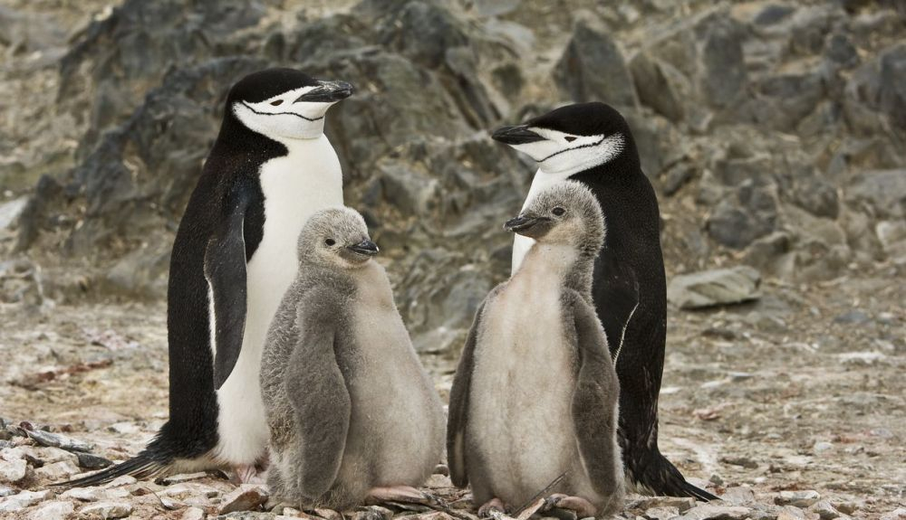 El Pygoscelis antarcticus es otra de las especies con altas concentraciones de mercurio.