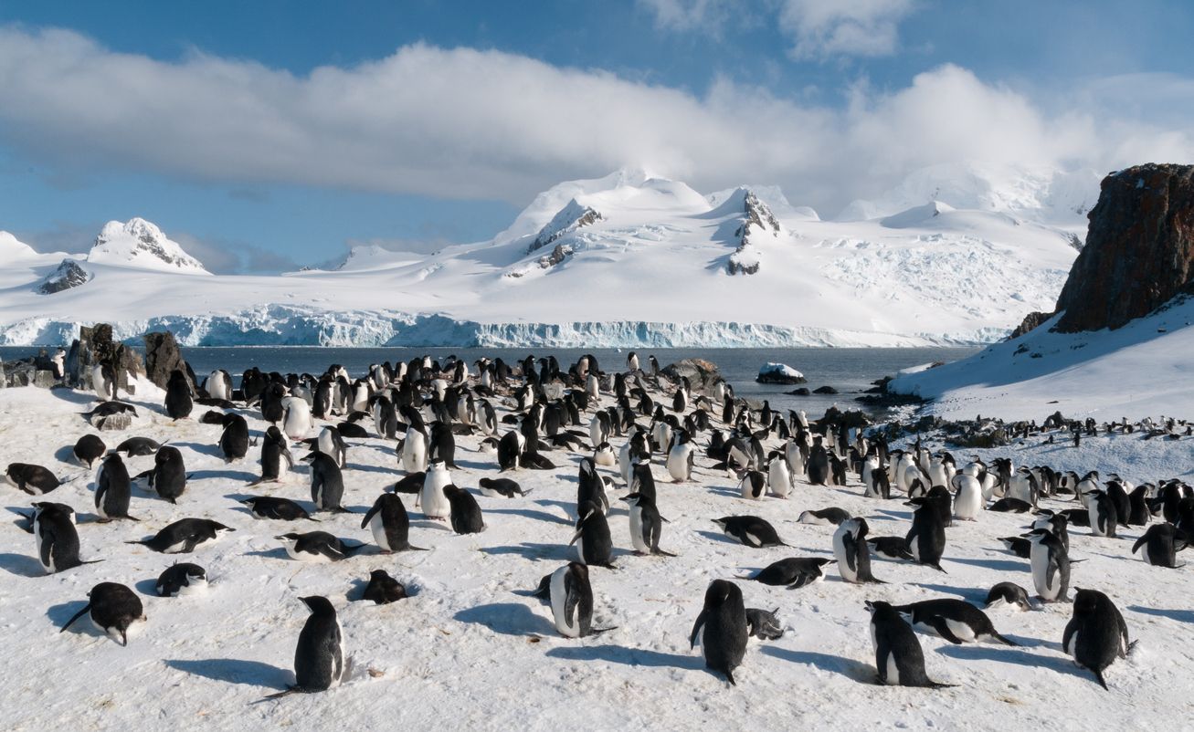 Varias especies de pingüinos de la Antártida tienen mercurio en sus plumas.