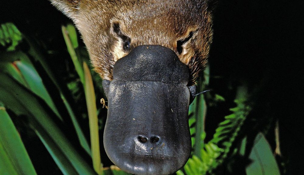Con pico de pato y parecido a un castor, el ornitorrinco exhibe una variedad de características extrañas. Con pico de pato y parecido a un castor, el ornitorrinco exhibe una variedad de características extrañas.