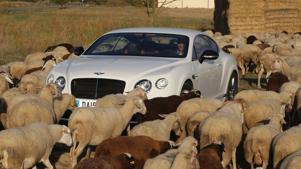 ¿Cubre el seguro de tu coche un accidente o impactos con animales? Lo que tienes que saber