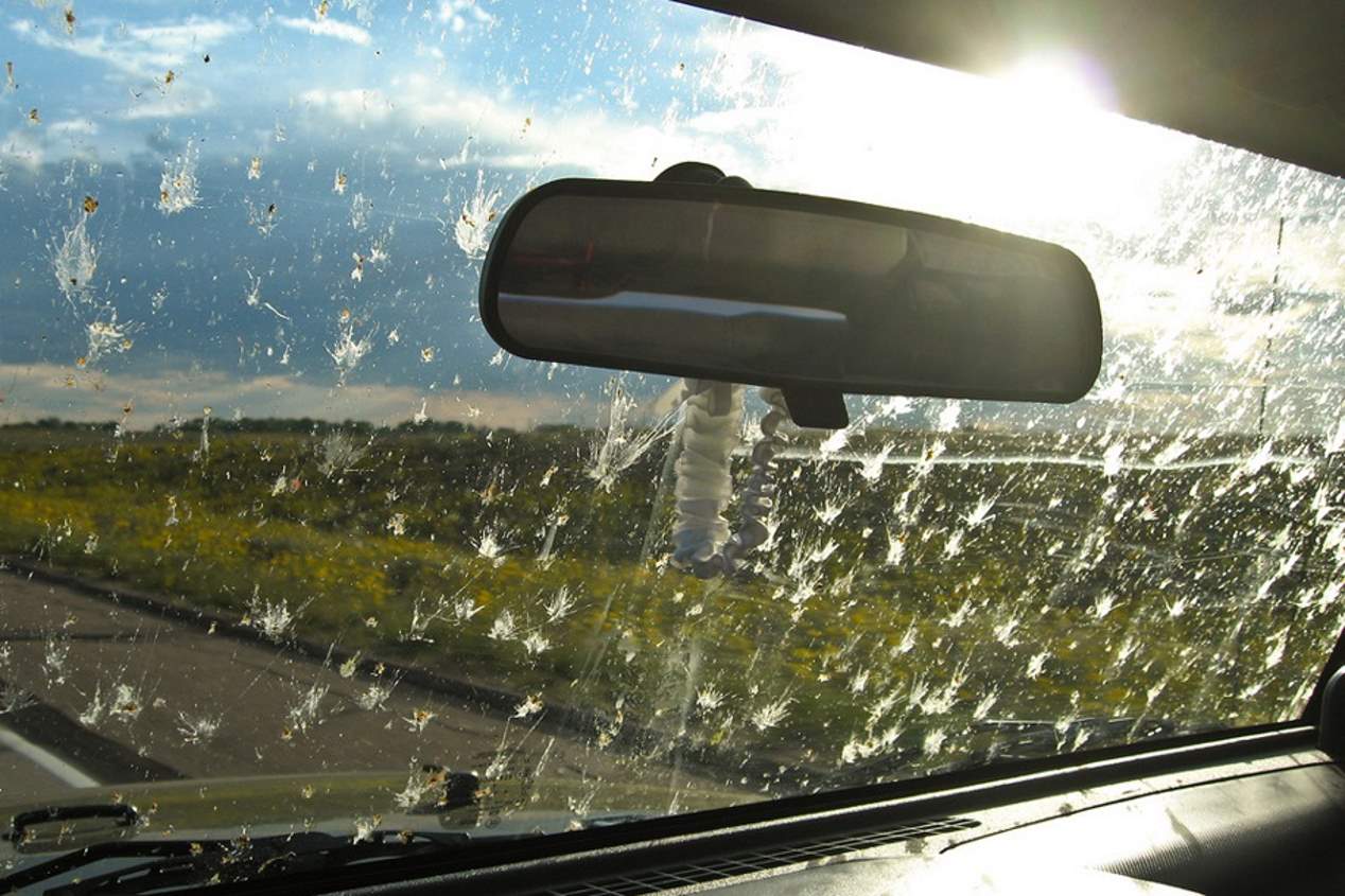 El truco definitivo para quitar los mosquitos de la carrocería de tu coche
