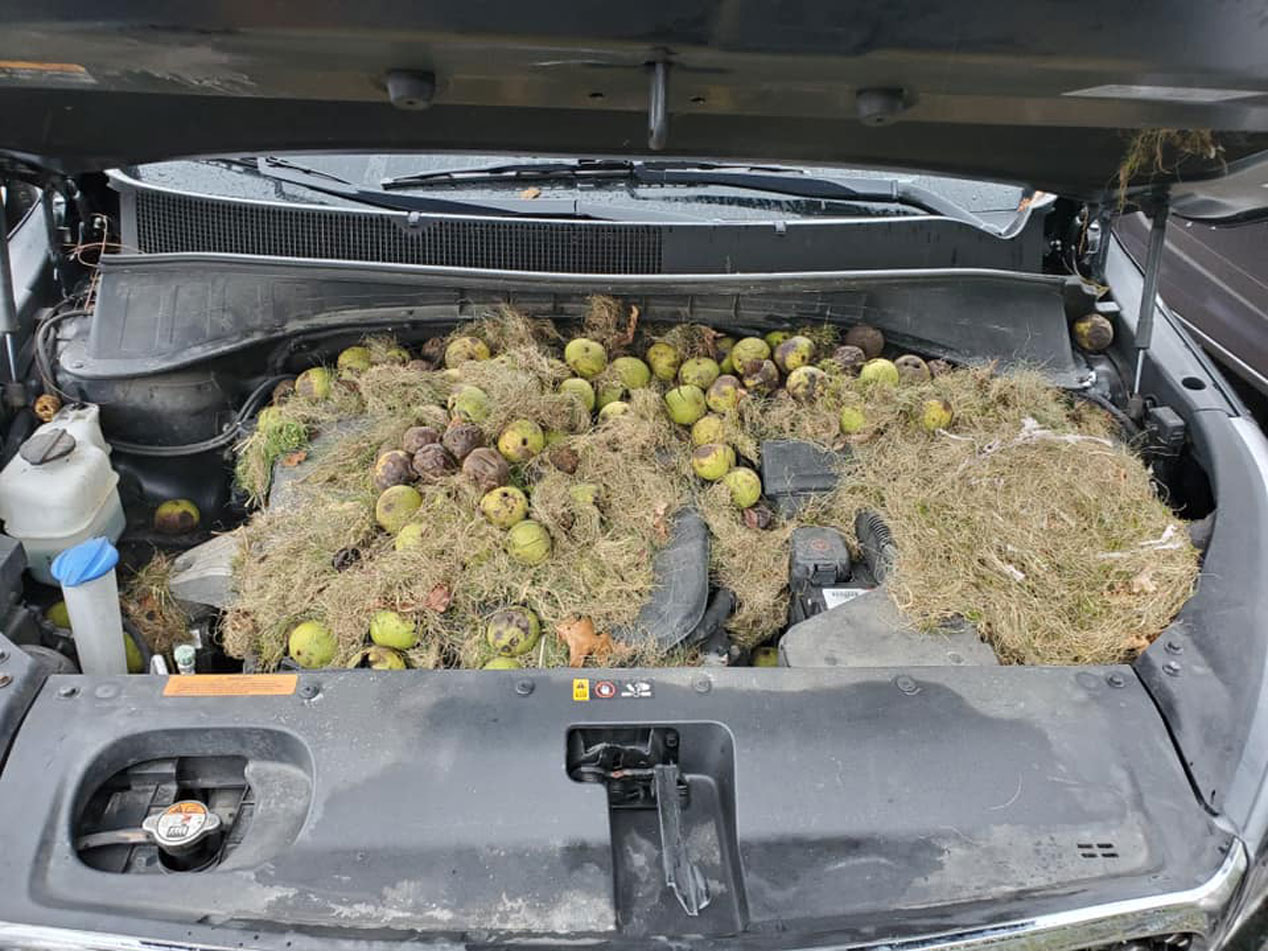 Un conductor detecta mal olor en su coche… y atento a lo que descubrieron