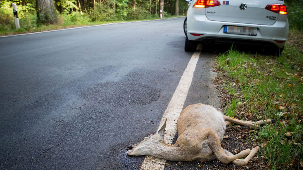 Crecen casi un 50 por ciento los accidentes provocados por jabalíes
