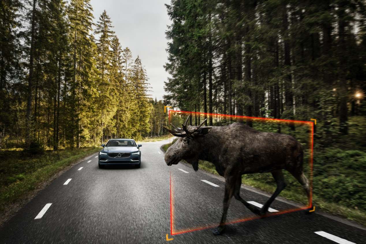 Hasta casi 2.000 € puede costarte (en multa y avería) chocar en coche con un animal