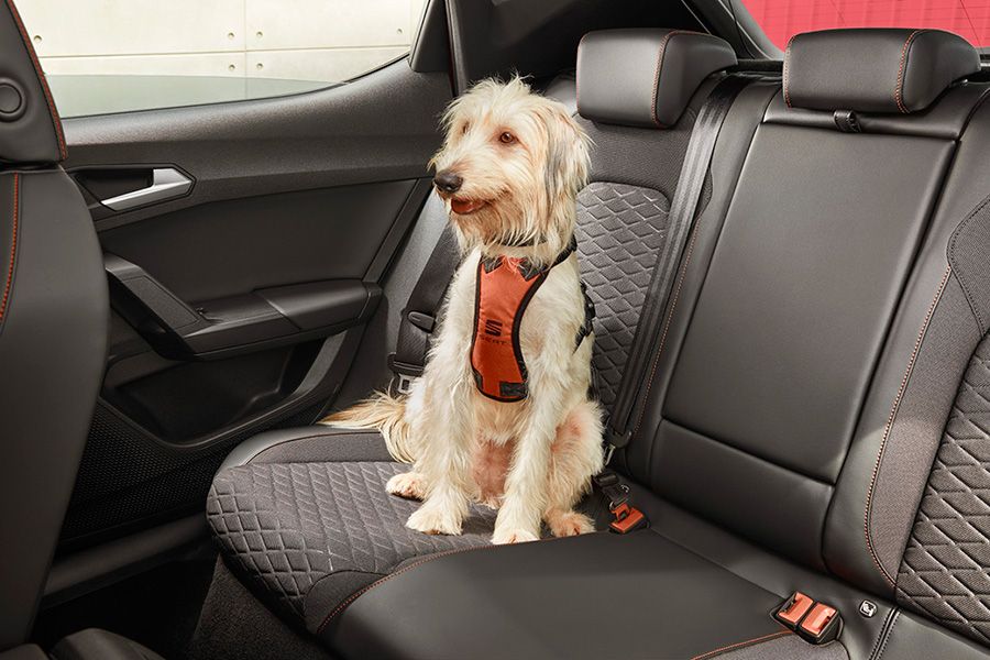 gente-maneja-mas-cuidado-cuando-lleva-perro-auto-seat.jpg